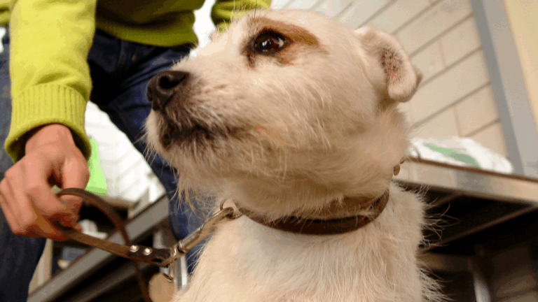Foto met hond die aan de lijn wordt gehouden door z'n baasje.
