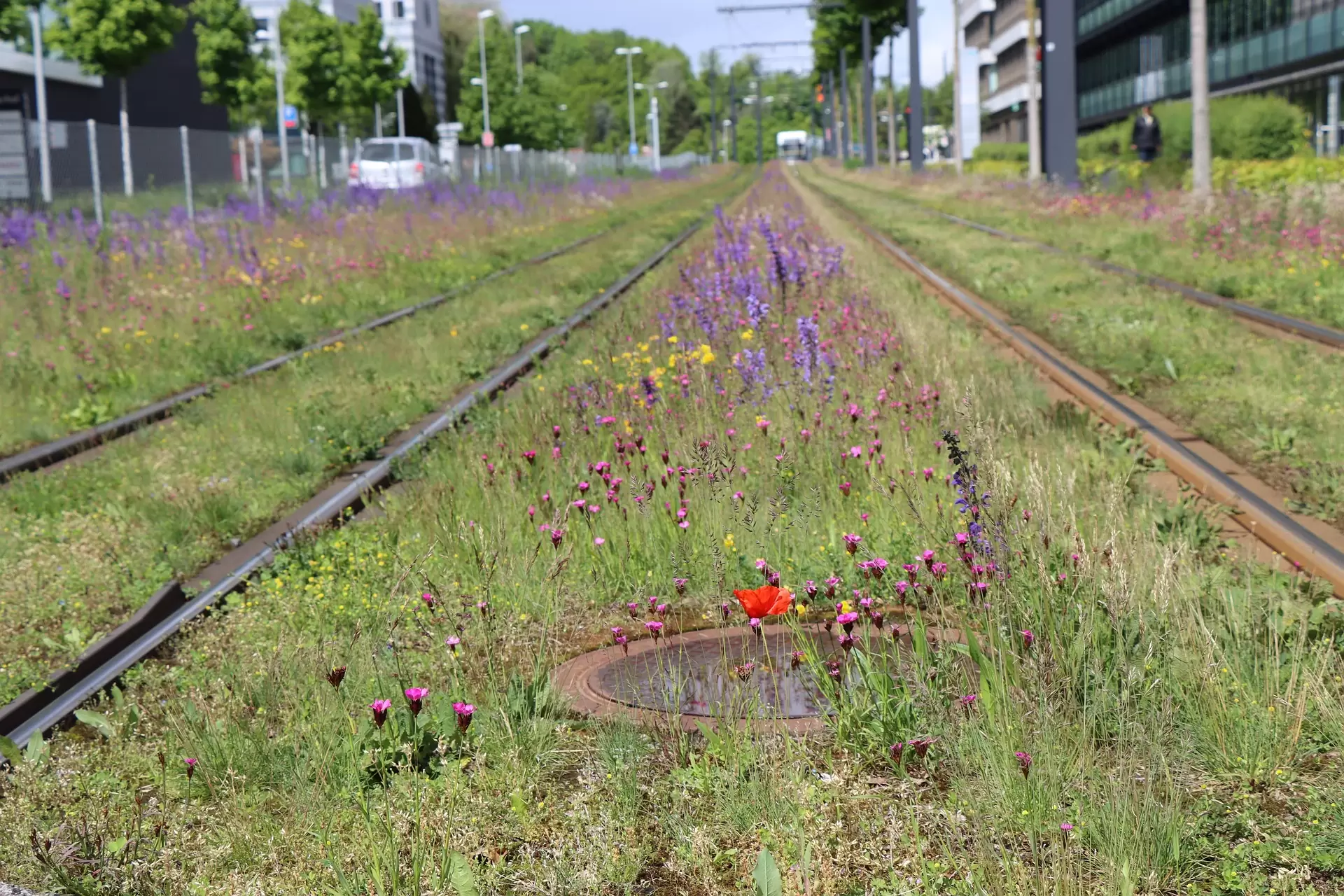 Voorbeeld van klimaatadaptieve maatregelen en herstel van biodiversiteit als onderdeel van stedelijke vernieuwing: inheemse bloemen tussen de tramrails.