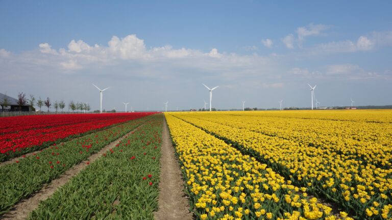Typisch Nederlands landschap: veld vol tulpen met moderne windmolens op de achtergrond